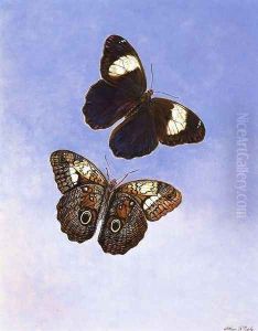 Caligo Martia (Butterflies) by Titian Ramsay Peale