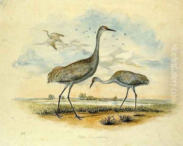 Sandhill Cranes - view 1