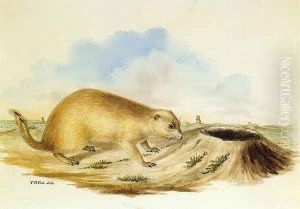 Prairie Dog by Titian Ramsay Peale