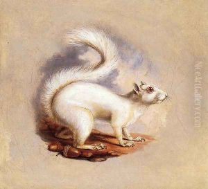 White Squirrel by Titian Ramsay Peale