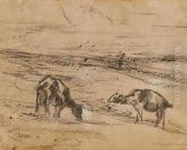 Grasende Ziegen - view 1