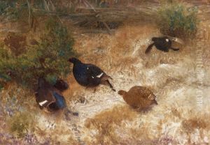 Black Grouse
