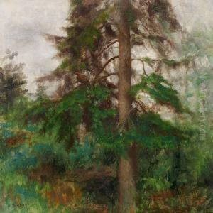 Forest Scene With A Black Grouse In A Pine