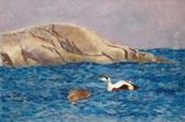 Eiders By An Islet - view 1