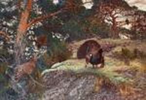 Capercaillie's Courting Capercaillie's Courting