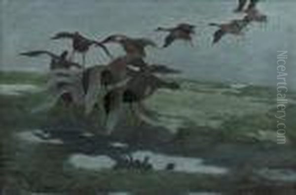 Ducks Descending Into A Marsh - view 1