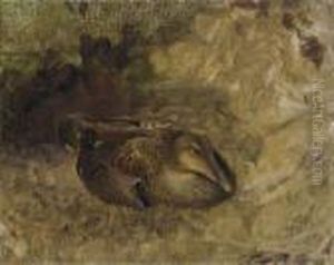 Study Of A Wild Duck Study Of A Wild Duck