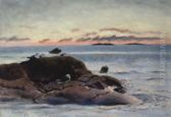 Sildemaker Pa Klippe Ved Solnedgang (black-backed Gulls On A Rock At Sunset) - view 1