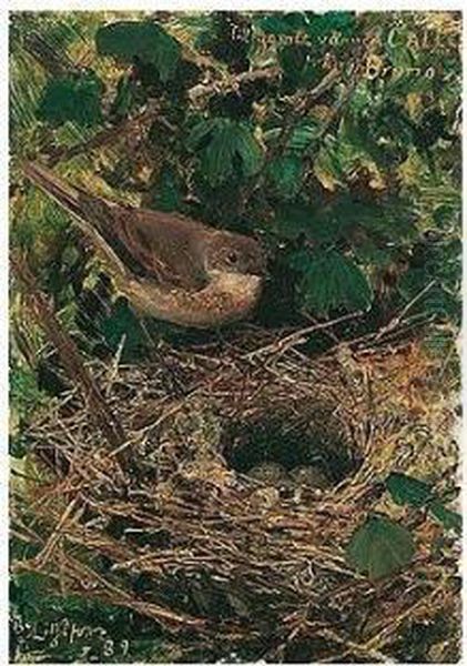 Lovsangare I Boet (willow Warbler In Her Nest) - view 1