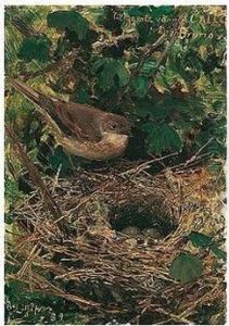 Lovsangare I Boet (willow Warbler In Her Nest) by Bruno Andreas Liljefors