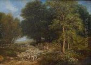 Droving Sheep Through A Gate On The Edge Of A Copse
