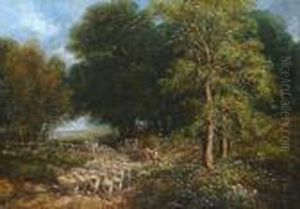 Sheep On A Woodland Track Sheep On A Woodland Track