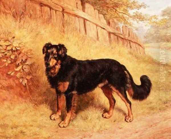 Border Collie, 1894 - view 1