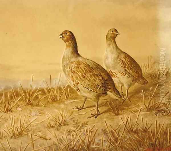 Partridge - view 1