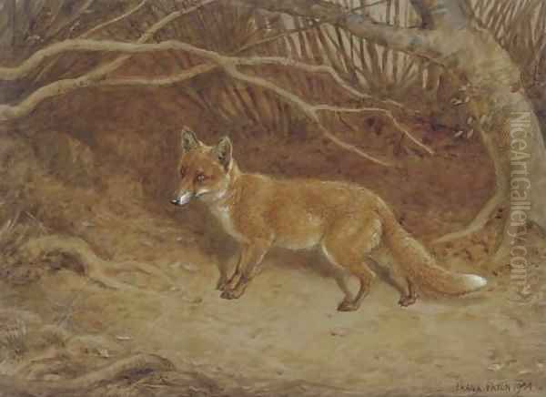 The wily fox - view 1