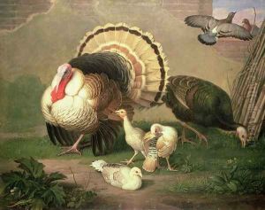Turkeys