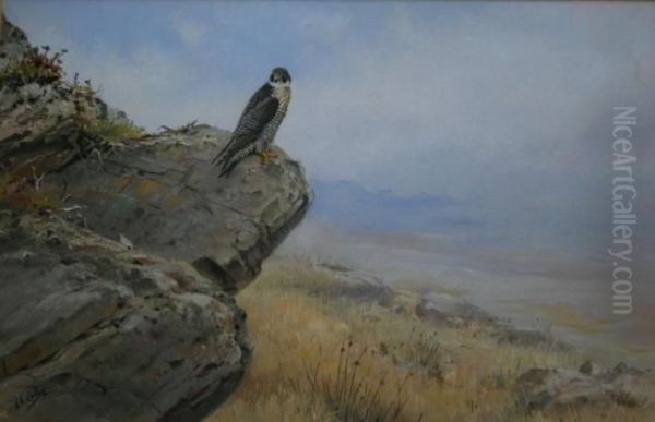 Peregrine Falcon - view 1