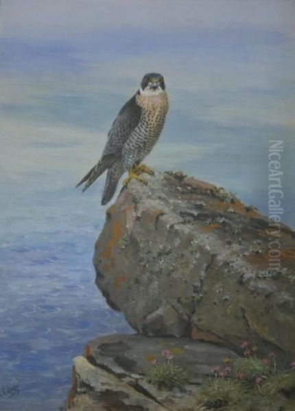 Peregrine Falcon - view 1