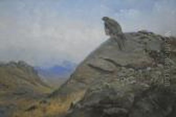 Peregrine Falcon - view 1