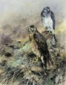 Hen Harrier