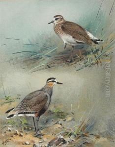 Grey Plover - Winter And Summer