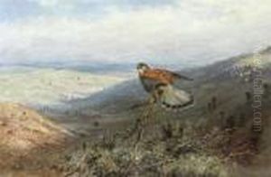 A Kestrel On A Hillside A Kestrel On A Hillside