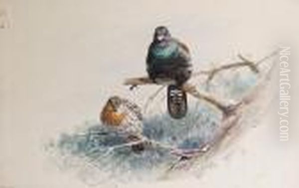 Studies Of Capercaillies - view 1