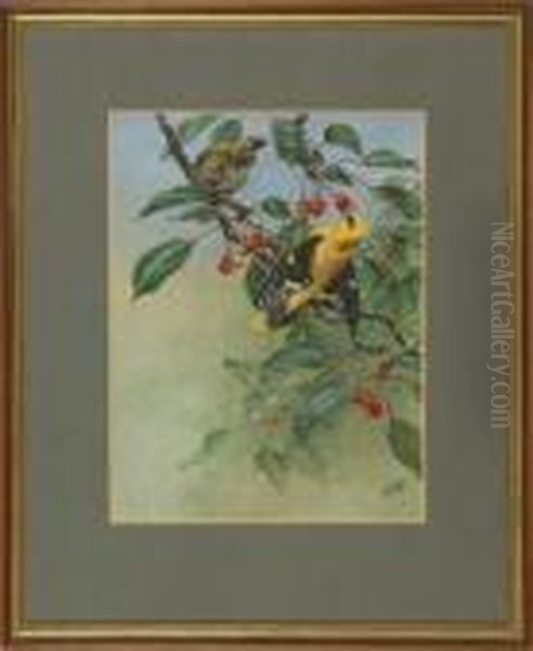 Golden Orioles - view 1