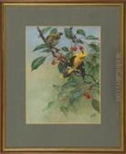 Golden Orioles by George Edward Lodge