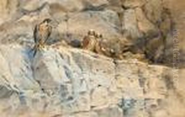 Peregrine With Eyasses On The 'seven Sisters"" - view 1