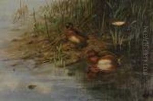 Ferruginous Ducks In Reeds by George Edward Lodge