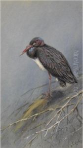 A Set Of Eight Illustrations Of Herons And Storks