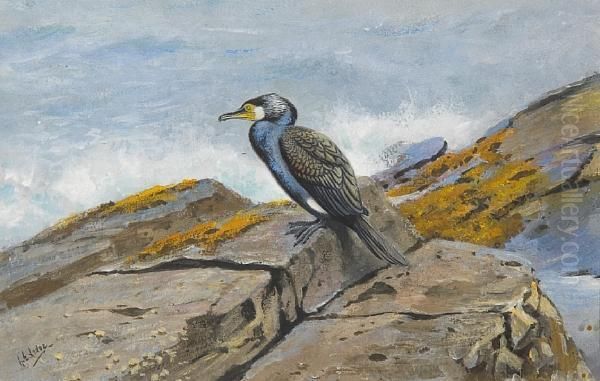 Cormorant On The Rocks At Farne Islands - view 1