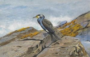 Cormorant On The Rocks At Farne Islands by George Edward Lodge