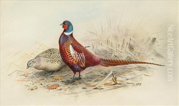 Pure Mongolian Pheasants - view 1