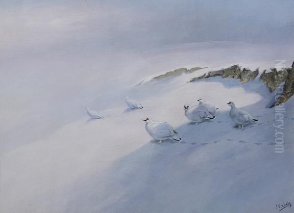 Ptarmigan In The Snow - view 1