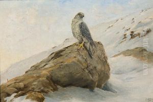 Peregrine Falcon On A Mountainside by George Edward Lodge
