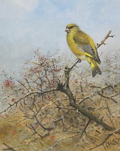 Greenfinch - view 1