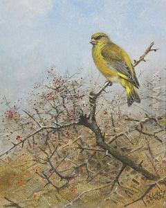 Greenfinch by George Edward Lodge