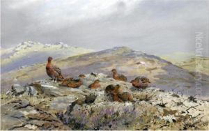 Red Grouse On A Hilltop