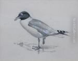 Great Black-headed Gull; New Zealand Wrybill
