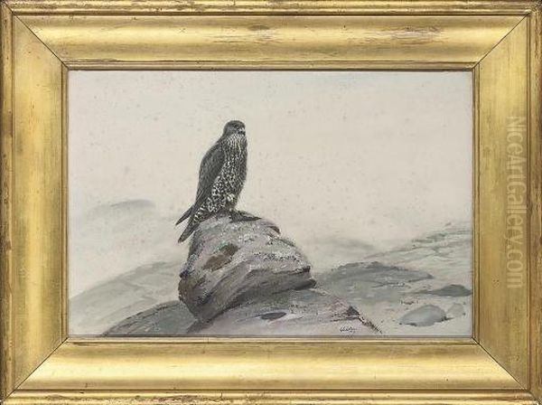 Peregrine Falcon On A Rocky Outcrop - view 1
