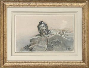 Peregrine Falcon At Rest by George Edward Lodge
