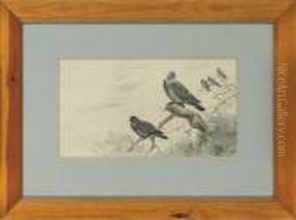 Wood-pigeons - view 1