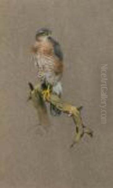 Sparrowhawk - view 1