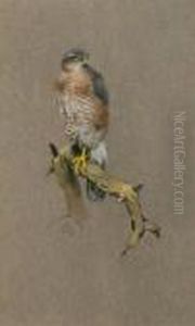 Sparrowhawk