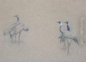 Cranes And Demoiselle Cranes by George Edward Lodge