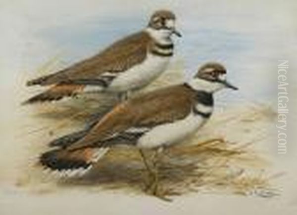 A Pair Of Kildeer Plovers On The Shingle - view 1