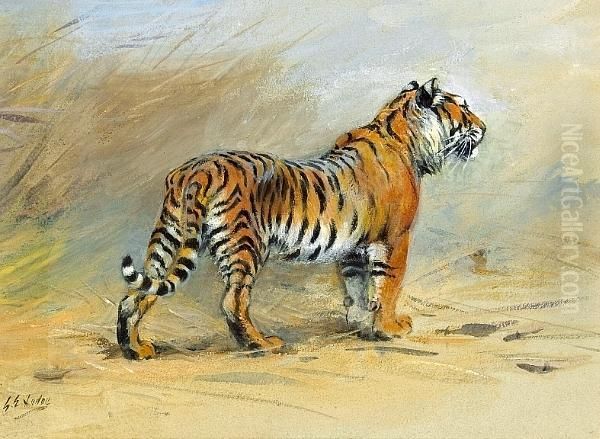 A Study Of A Tiger - view 1