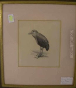 Studyof A Shoebill by George Edward Lodge